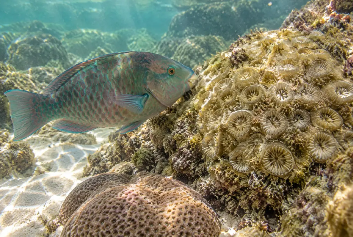 Close subaquático de peixe-papagaio verde e rosado junto a coral-cérebro e coral-estrela.