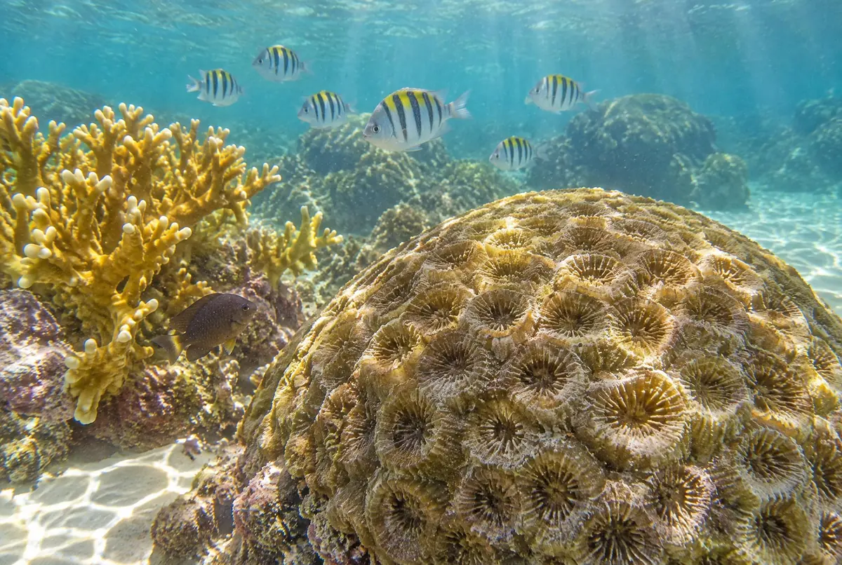 Fotografia subaquática com coral-cérebro arredondado, coral-de-fogo amarelo e peixes listrados.