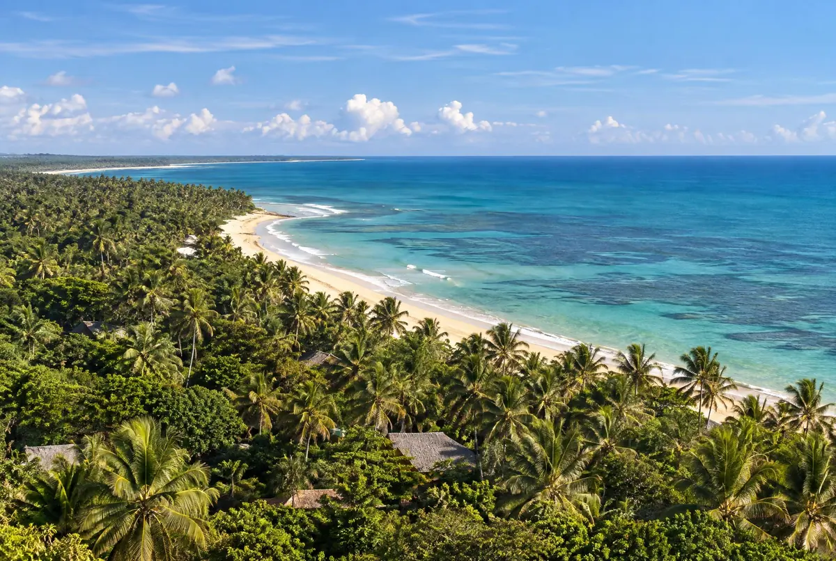 Vista da encosta sobre um coqueiral denso, a faixa de areia dourada e o mar verde com manchas de recife.